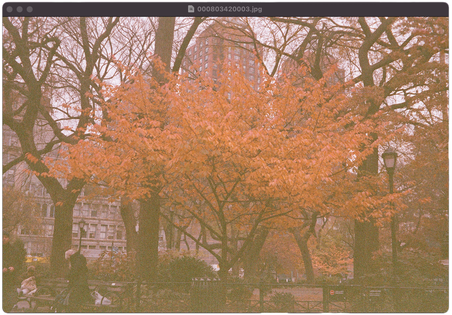 autumn tree